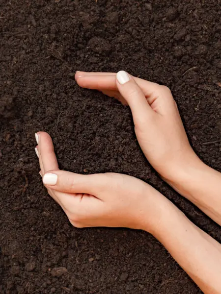 рыхлая плодородная почва в руках