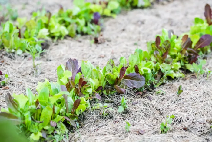 ранняя весенняя грядка с руколлой