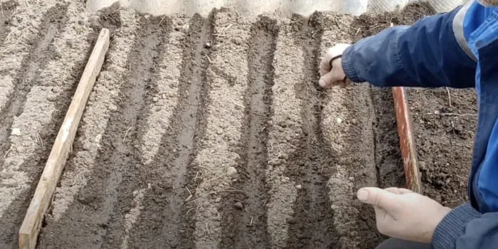 борозда на грядке для посева семян