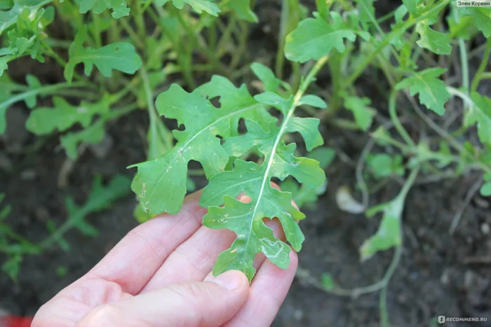лист руколы с дырками крестоцветной блошки