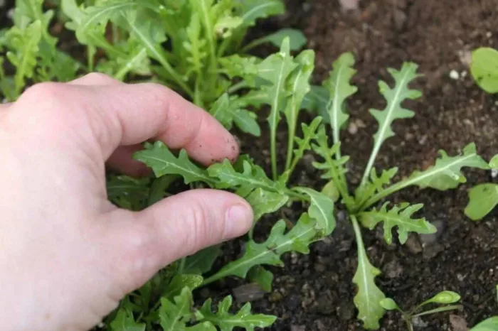 прореживание всходов руколы