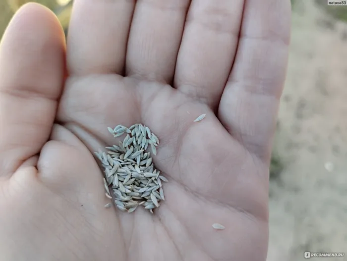 семена салата в руке