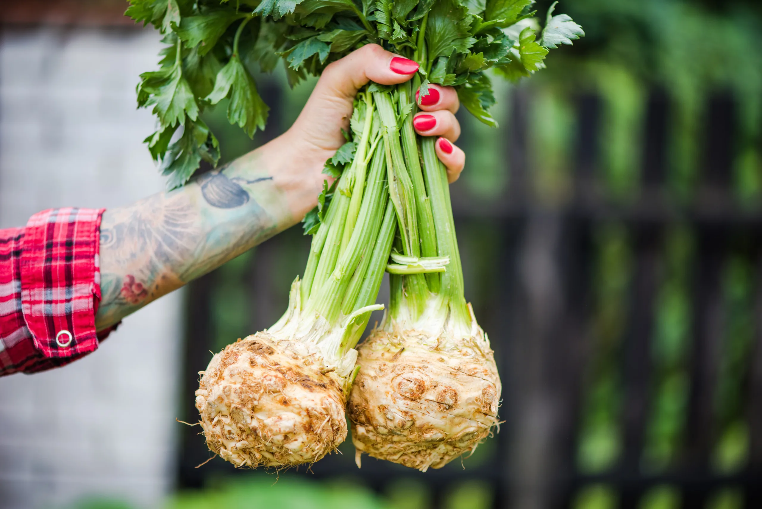 корнеплод сельдерея в руках