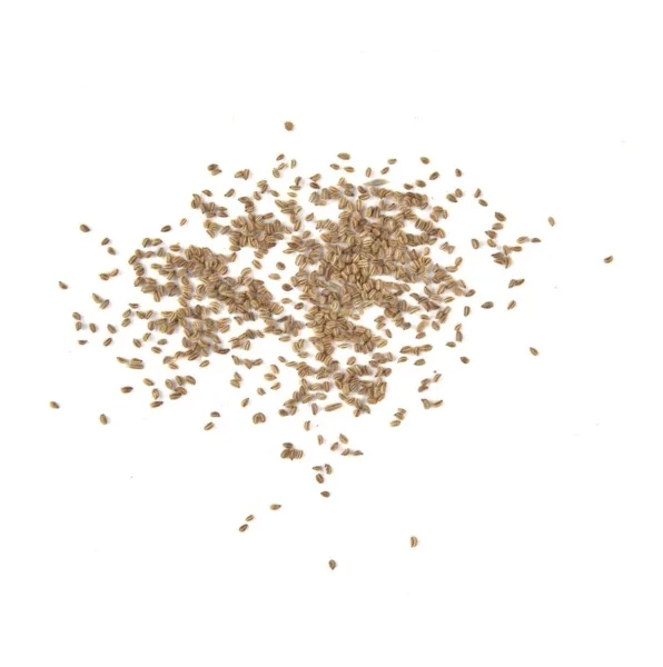 семена сельдерея на бумаге