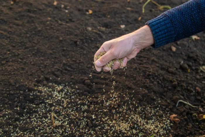 посев семян на грунт