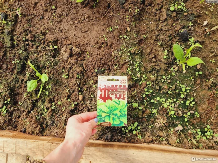 посев семян шпината в грядку