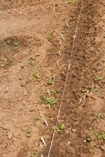 разметка рядков на грядке