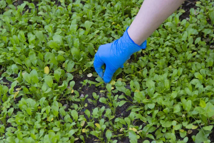 прореживание всходов шпината