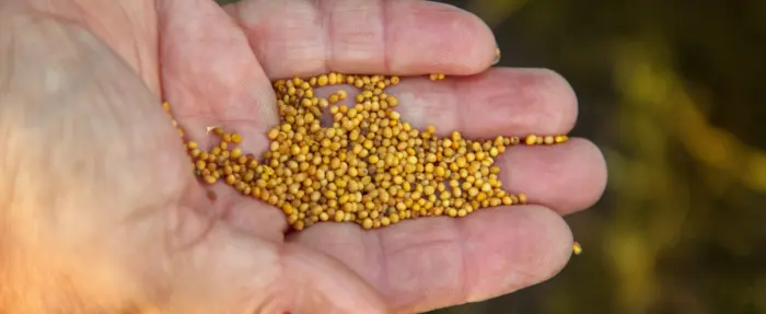 семена сидератов в руках