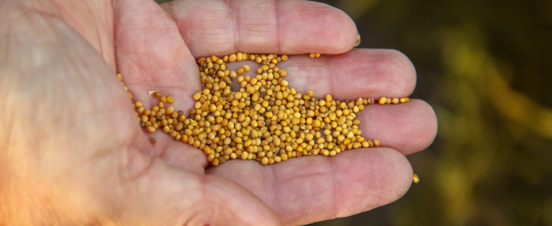 семена сидератов в руках