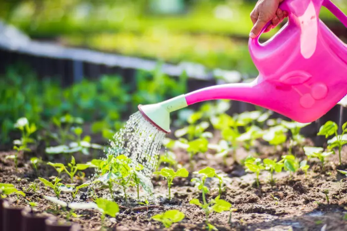 полив всходов на грядке из лейки