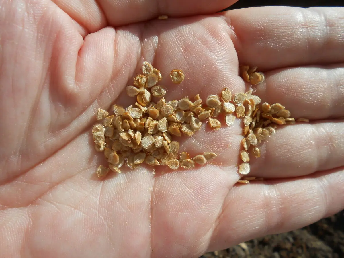 семена томатов в руках