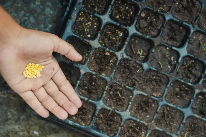 посев семян в грунт