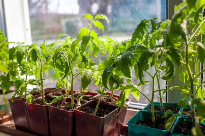 рассада томатов на подоконнике