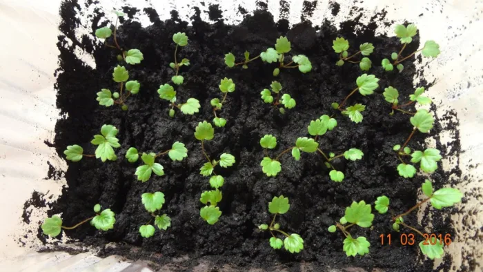 крошечные сеянцы земляники
