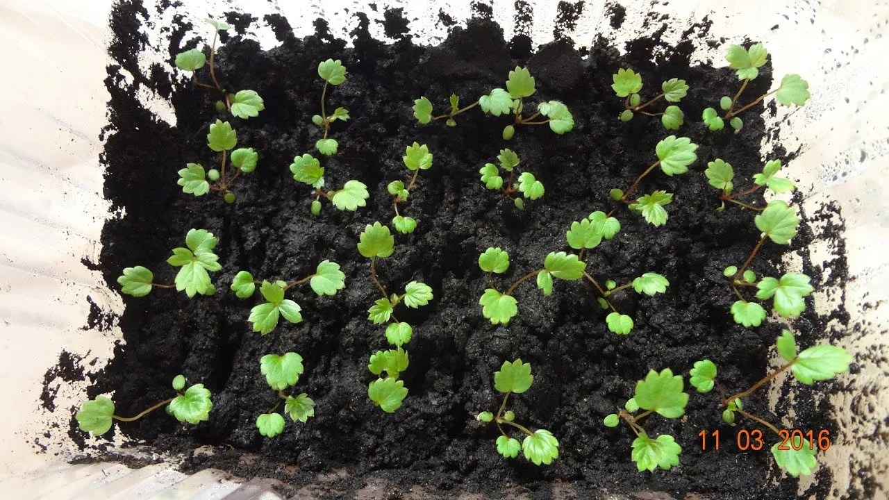 крошечные сеянцы земляники