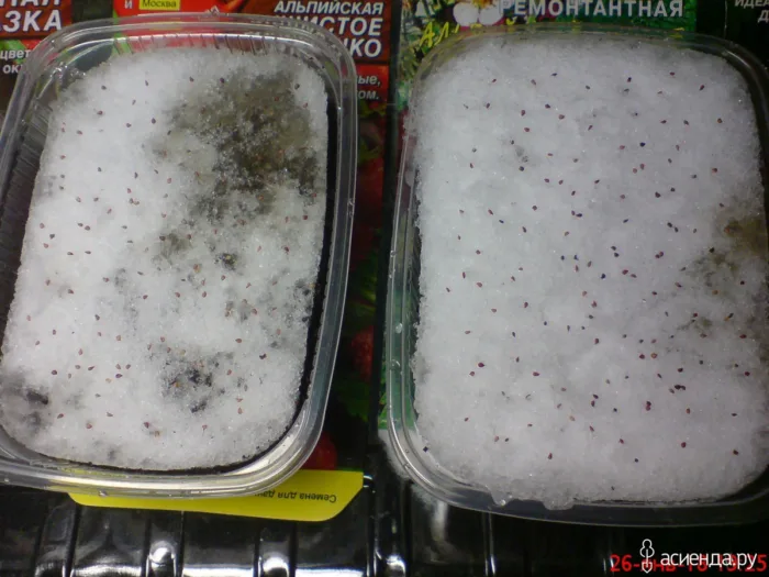 семена земляники на снегу