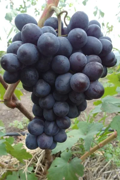 poslannik-main-231330