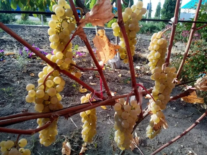 preyri-star-2-226169