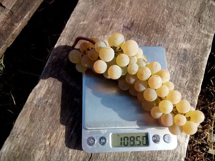 preyri-star-3-226169