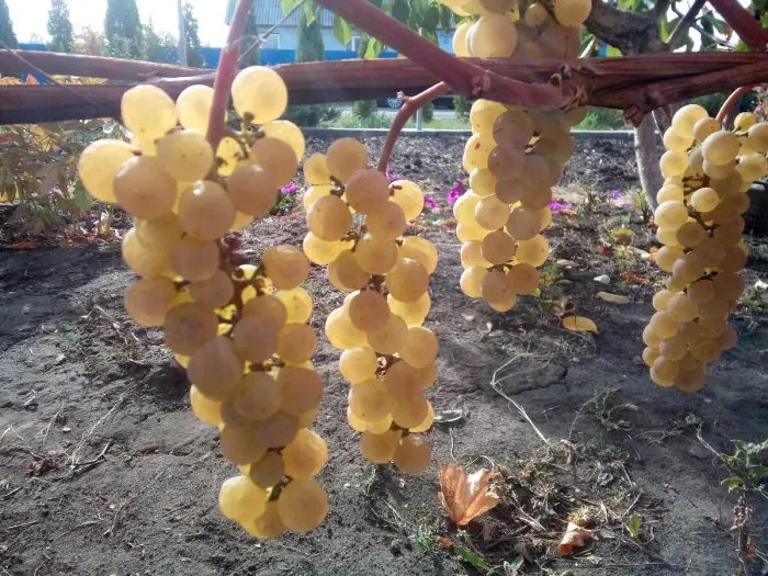 preyri-star-4-226169