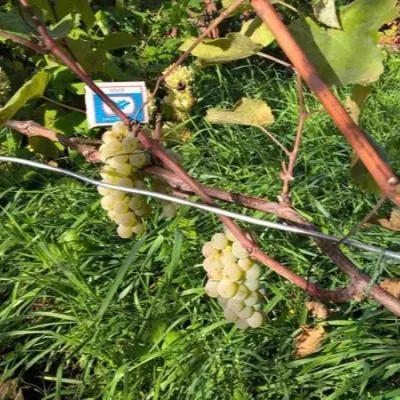 preyri-star-5-226169