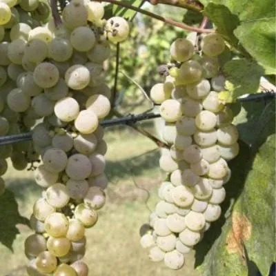 preyri-star-6-226169