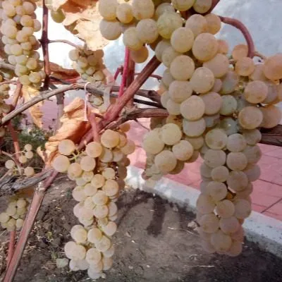 preyri-star-7-226169