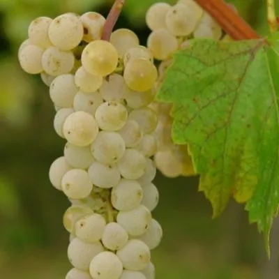 preyri-star-8-226169