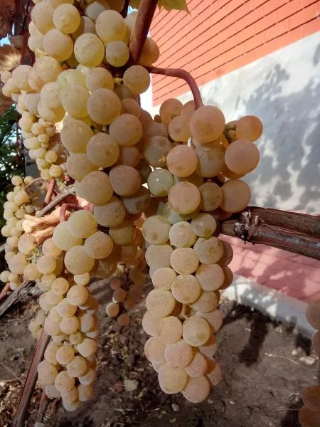 preyri-star-main-226169