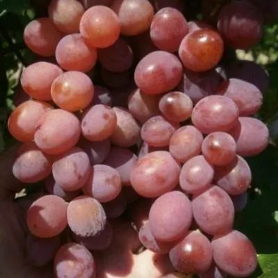 prima-pavlovskogo-e-g-2-231279