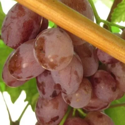 prima-pavlovskogo-e-g-3-231279