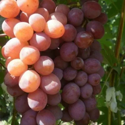 prima-pavlovskogo-e-g-4-231279