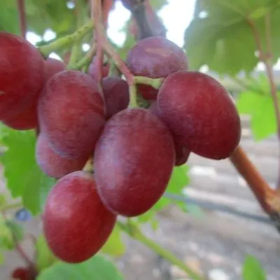 prima-pavlovskogo-e-g-5-231279