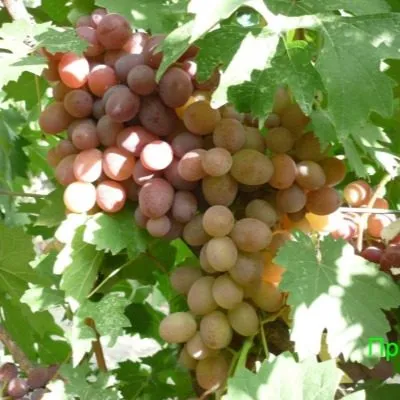 prima-pavlovskogo-e-g-6-231279