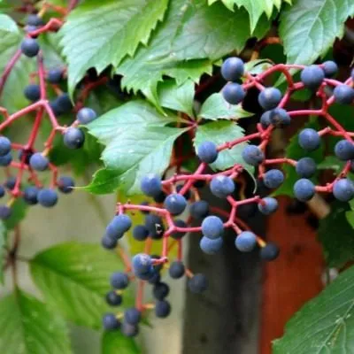 prirechnyy-zelenaya-gora-main-231087