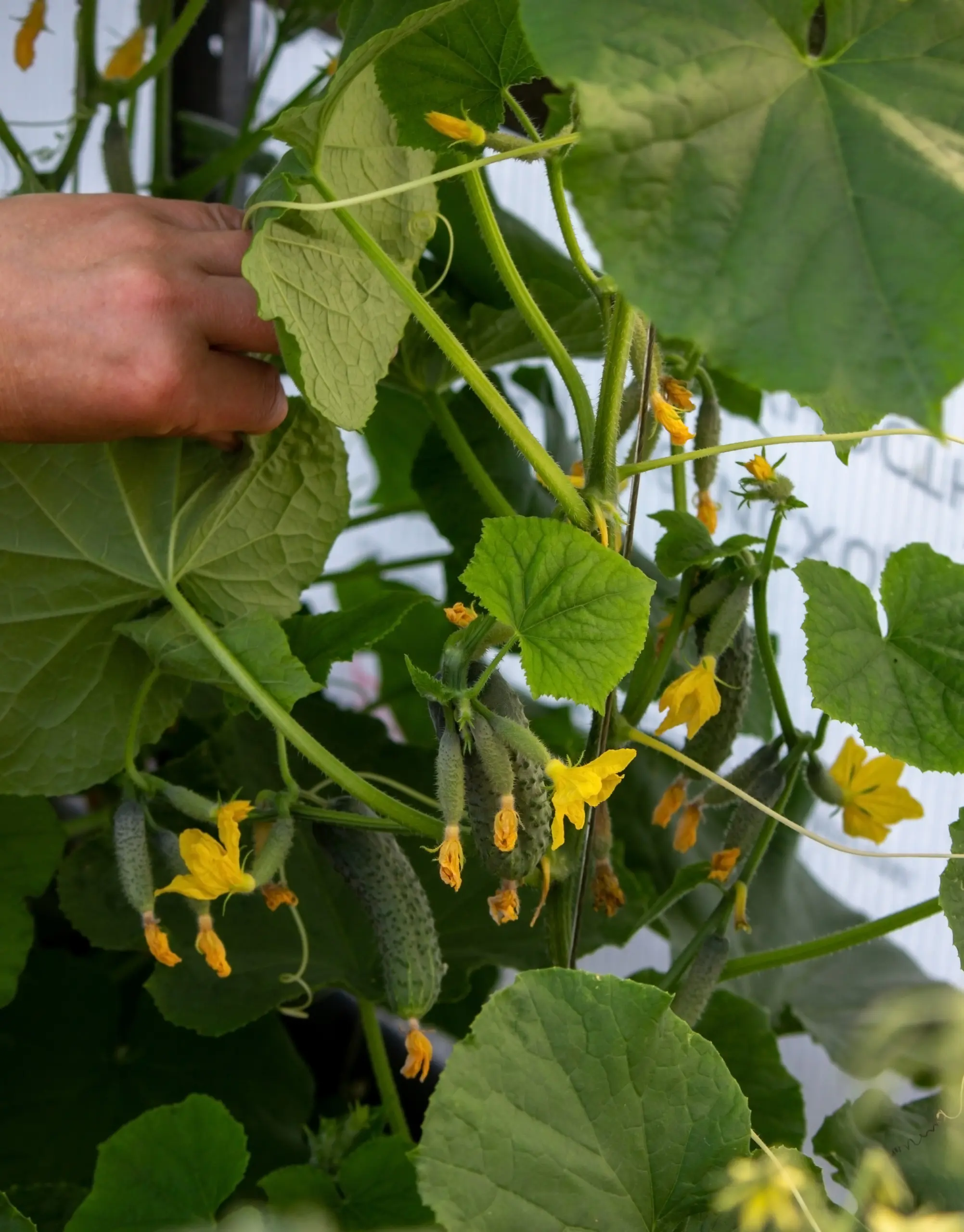 огуречная плеть с плодами