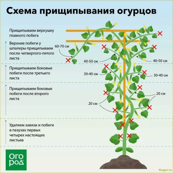 прищипка верхушки огурца