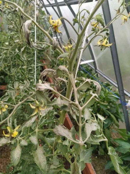 верхушка томата с цветками