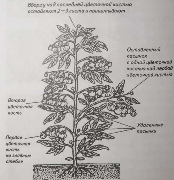 прищипывание верхушки томата