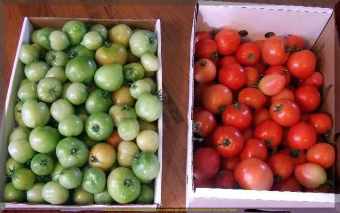 зеленые помидоры в ящике