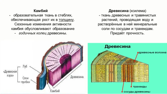 камбий на срезе ветки
