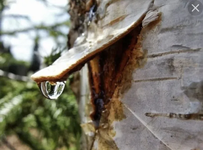 весеннее сокодвижение на дереве