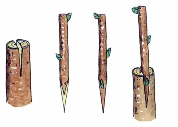 прививка в расщеп яблони