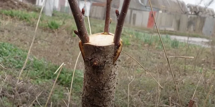 черенок под кору подвоя