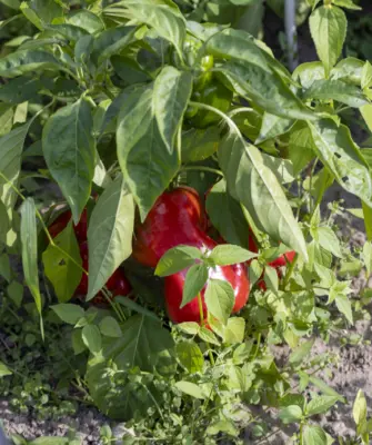 сорняки на грядке с перцем