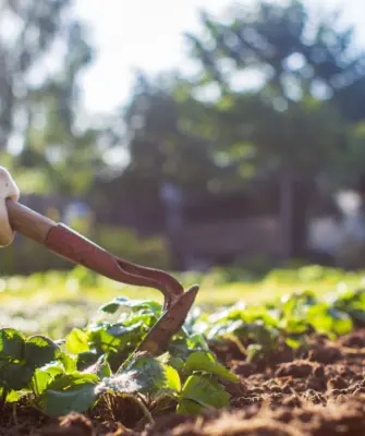 прополка грядки утром