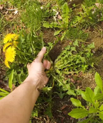 руки выдергивают сорняк