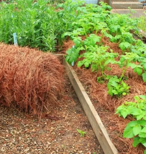 мульчирование грядки соломой