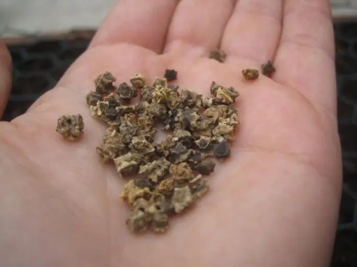 семена свеклы клубочки